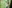 Forest Nets