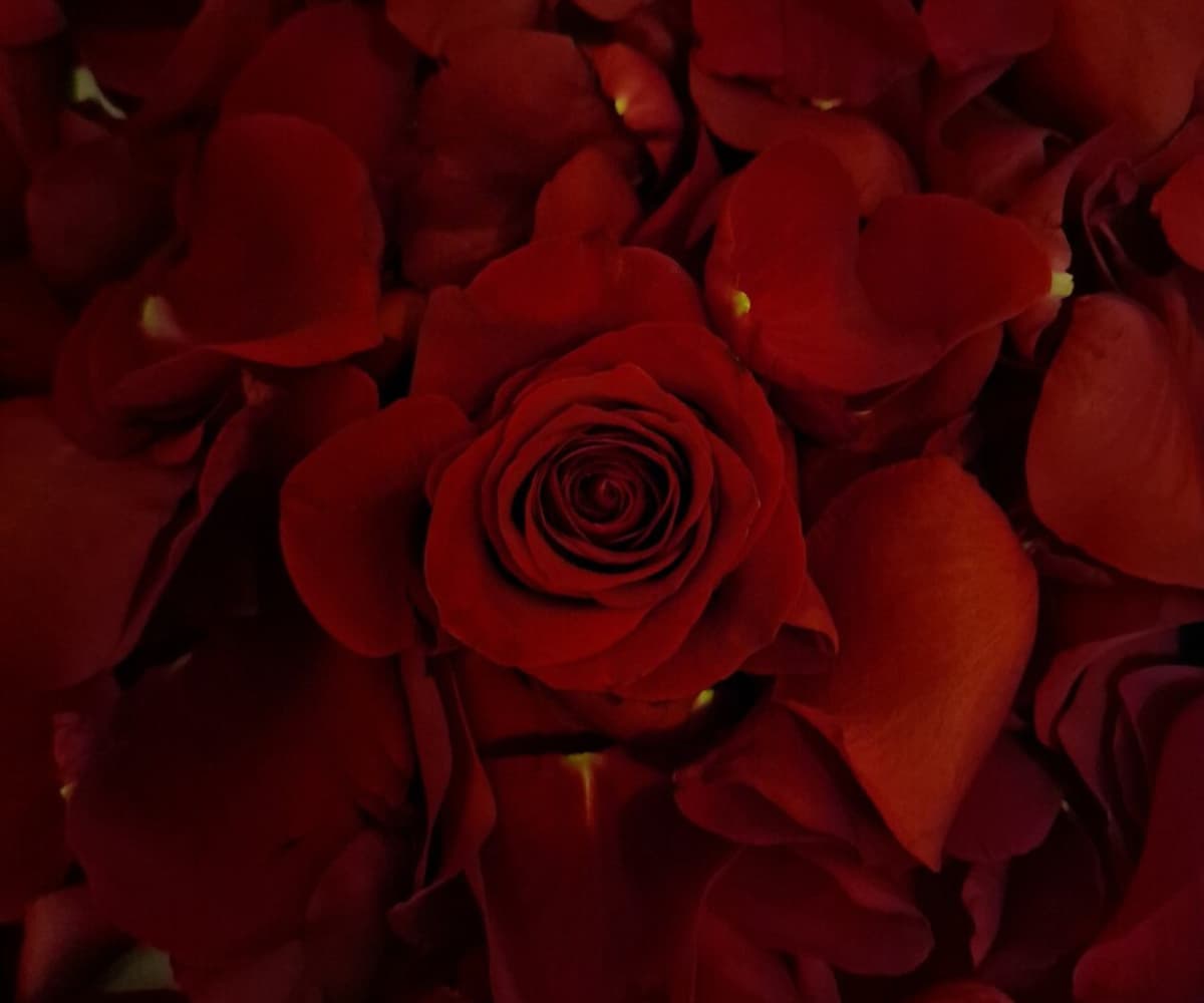 Luxury Rose Petal Display