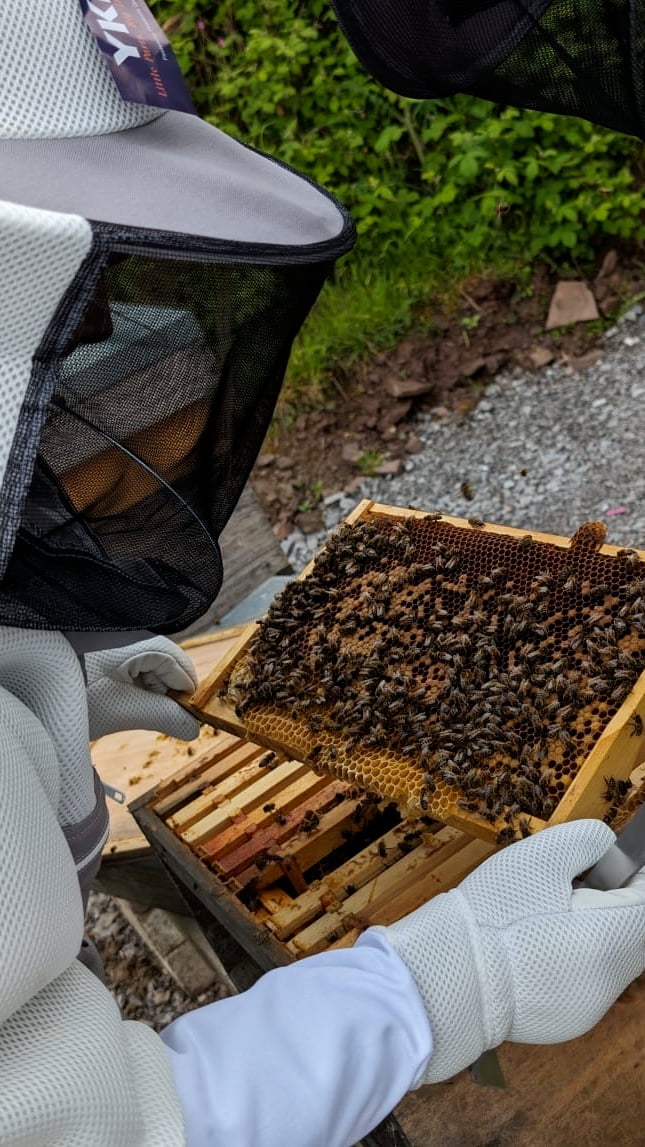 Celtic Manor Bee Hives