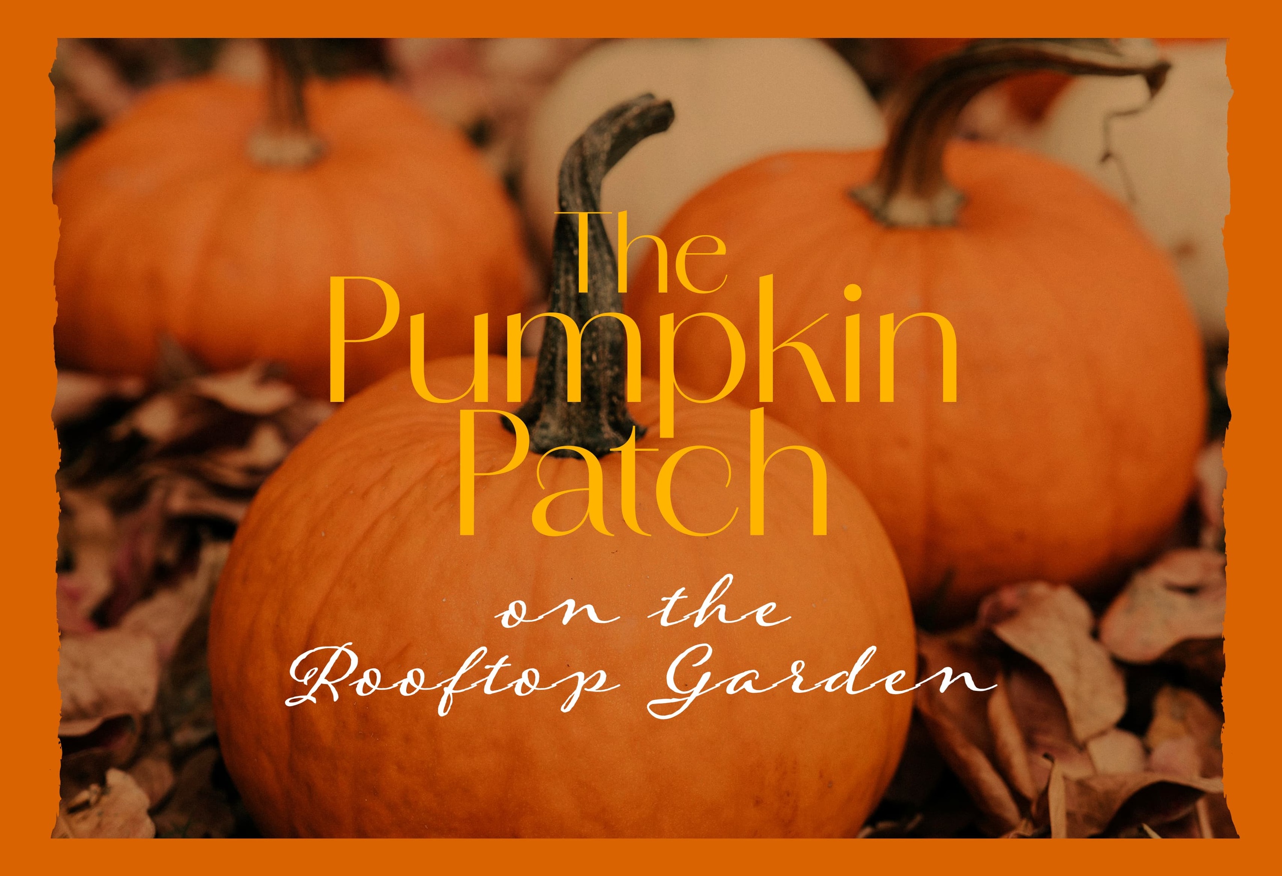The Pumpkin Patch at Celtic Manor Resort South Wales Near Cardiff