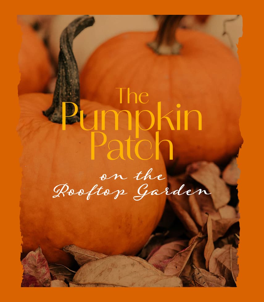 The Pumpkin Patch at Celtic Manor Resort South Wales Near Cardiff