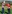 Celtic Manor Christmas Jumper Golf