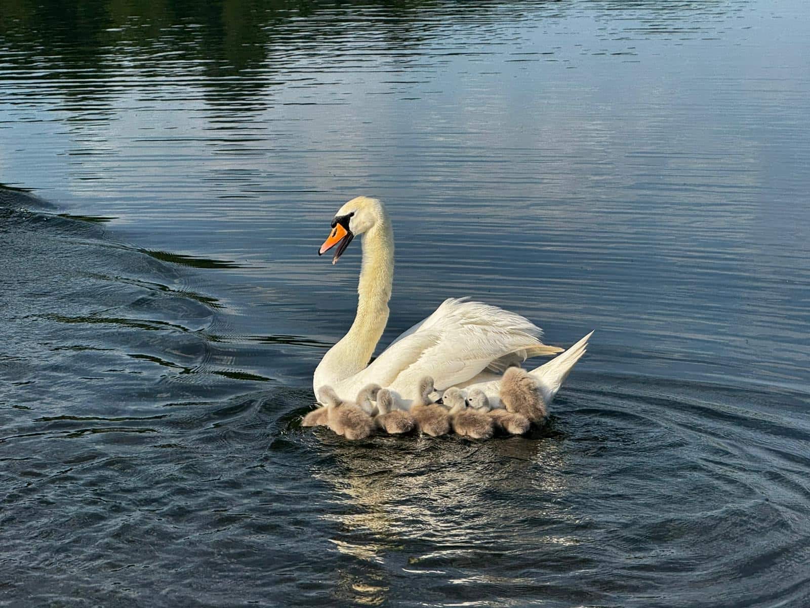 swan swimming at celtic manor resort
