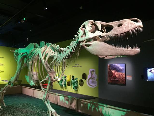 cardiff museum