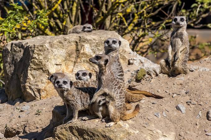 Folly Farm Adventure Park & Zoo